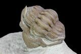 Bargain, Enrolled Paciphacops Trilobite - Oklahoma #68617-4
